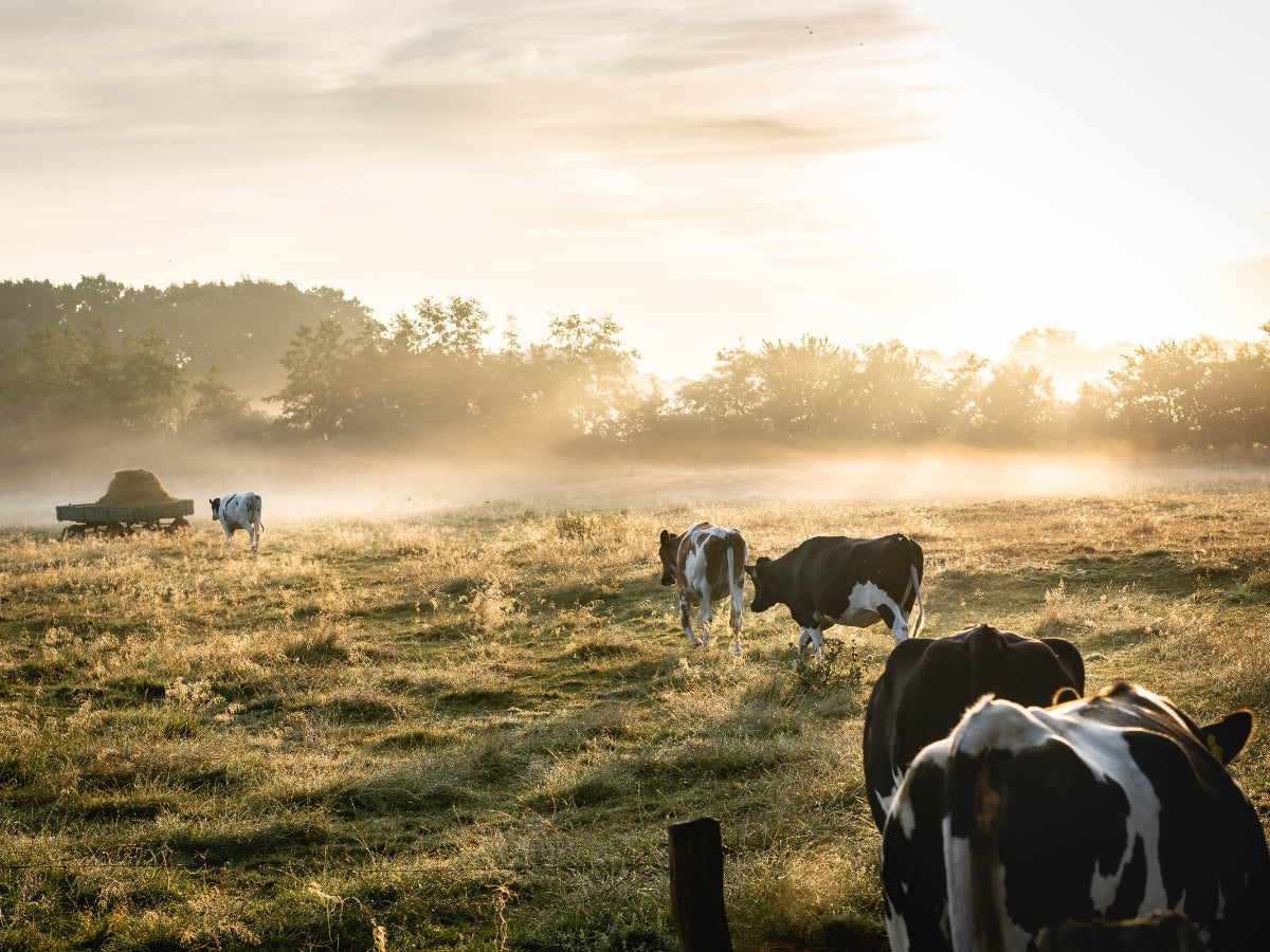 Cattle grazing in a misty Texas pasture at sunrise